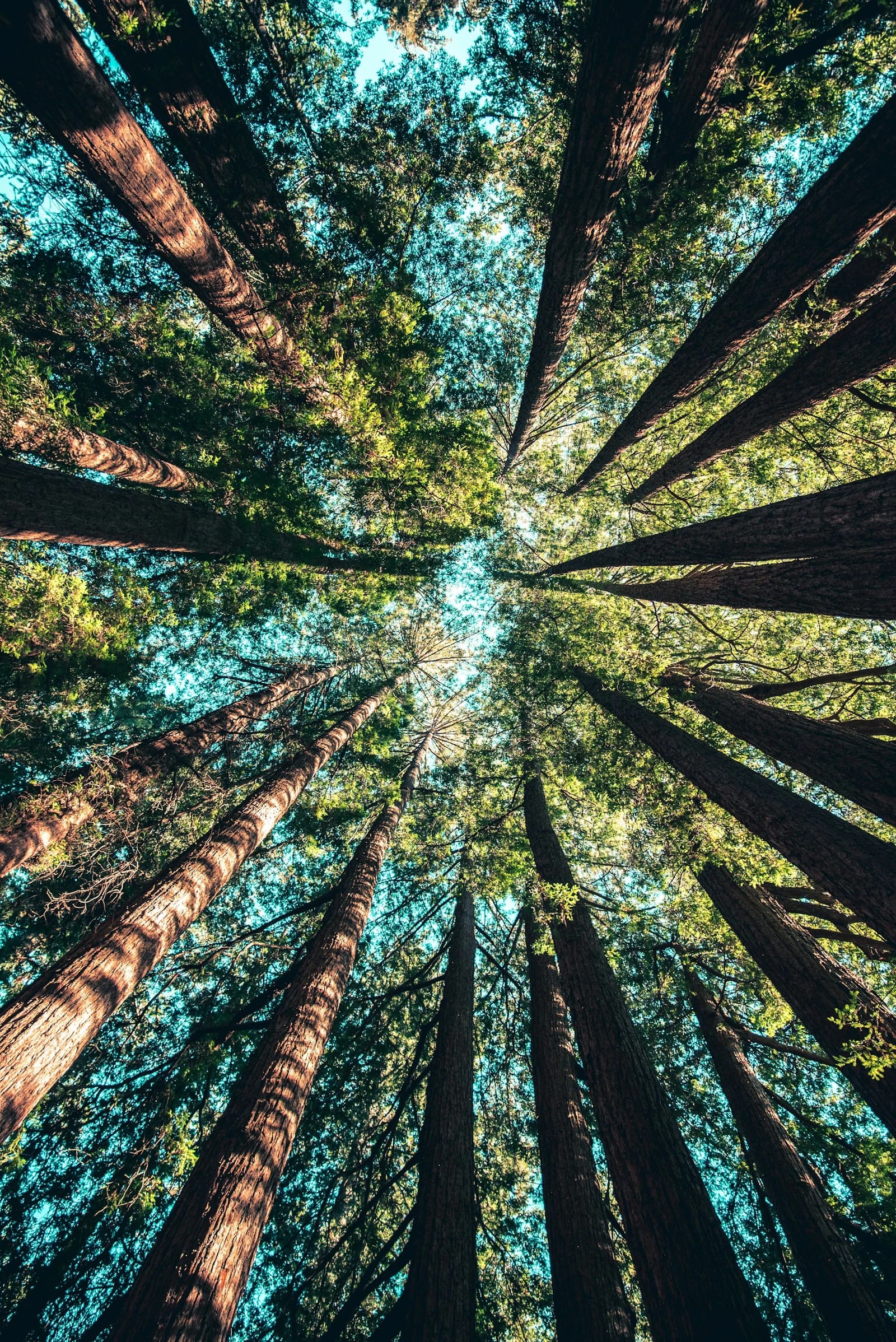 Green & Eco-Friendly Cleaning